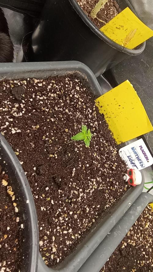 Northern Light. Week 2