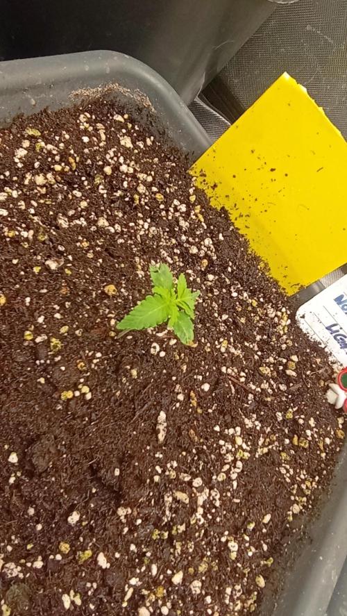 Northern Light. Week 2