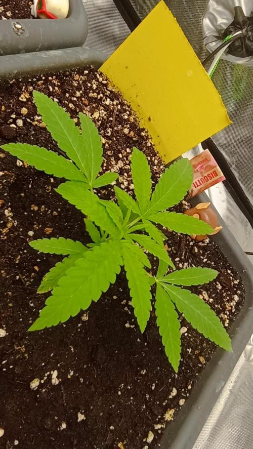 Biscotti. Week 2