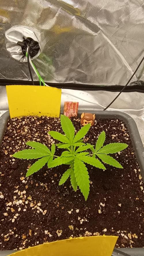 Biscotti. Week 2