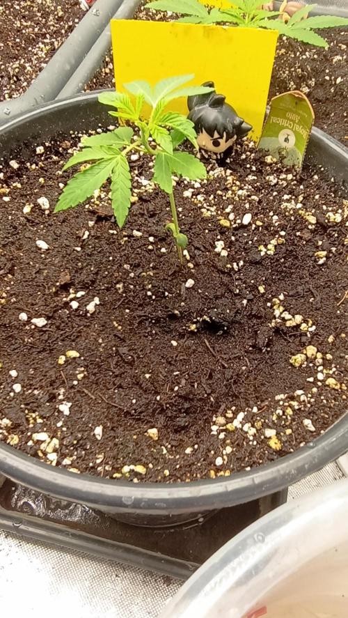 Royal critical. Week 2