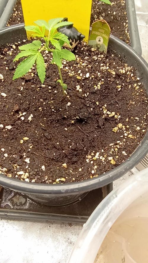 Royal critical. Week 2