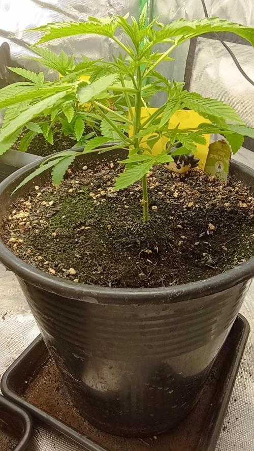 Royal critical. Week 3