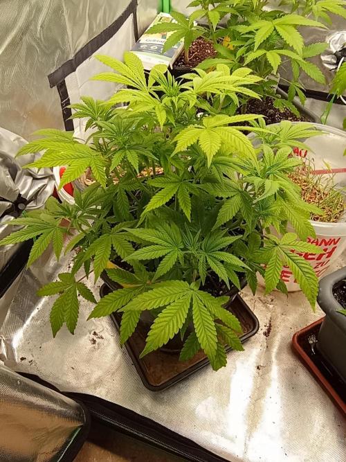Frostbanger auto. Week 5