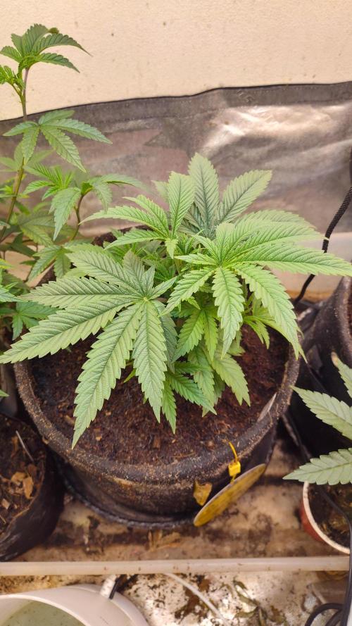 Cannabis Vibe's Dank. Week 2 - Early Veg 