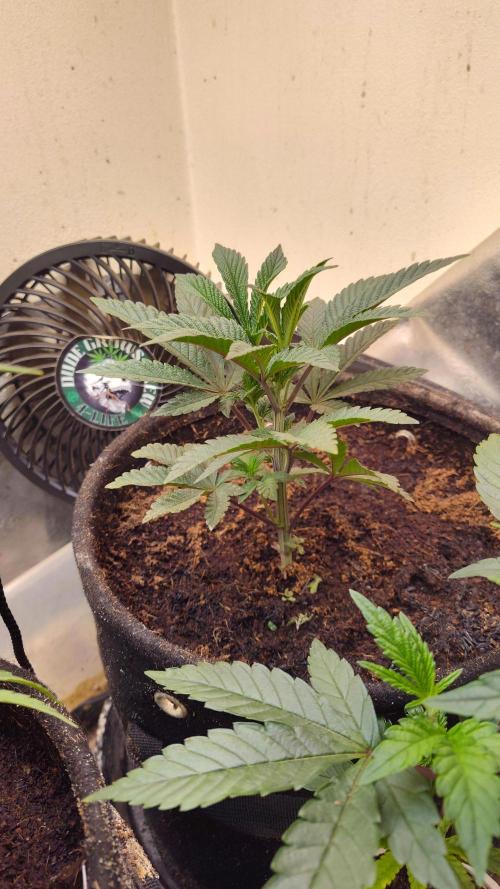 Cannabis Vibe's Dank. Week 2 - Early Veg