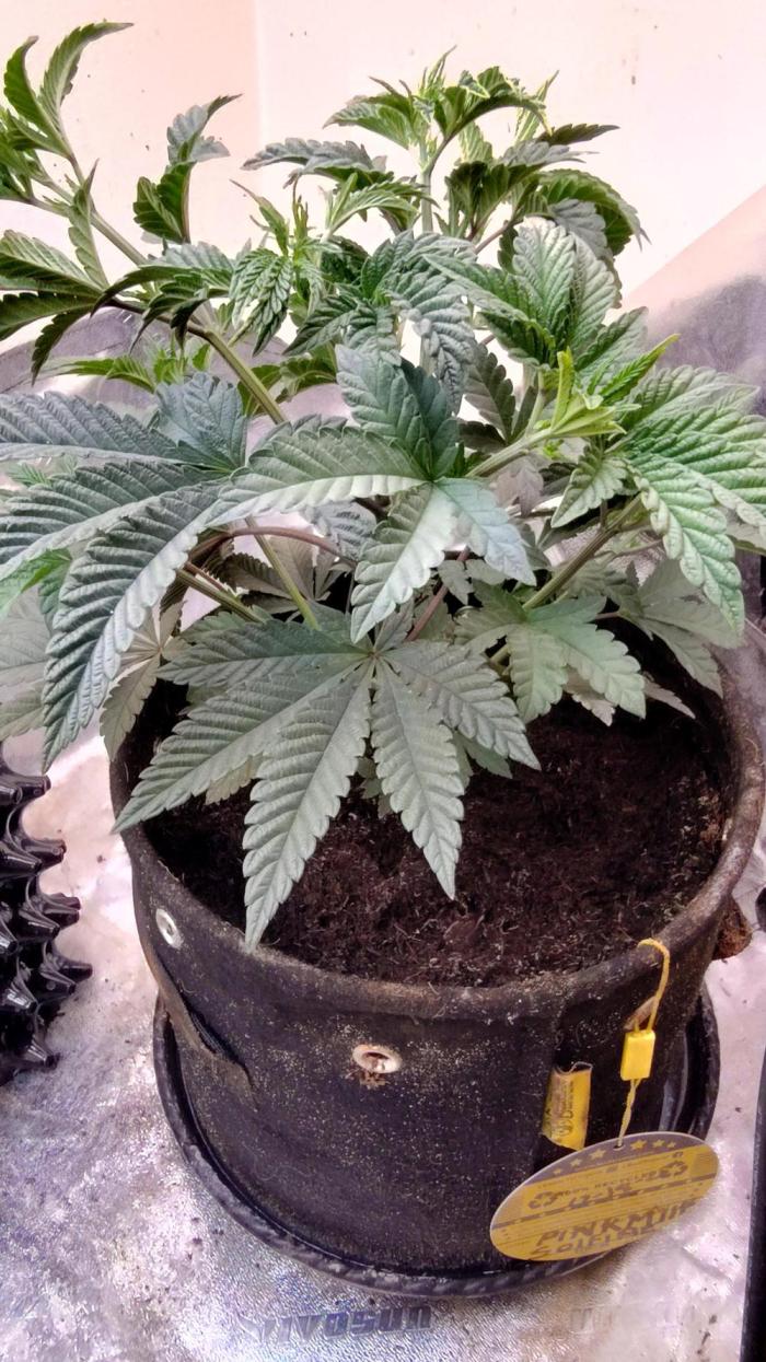 Cannabis Vibe's Dank. Week 3