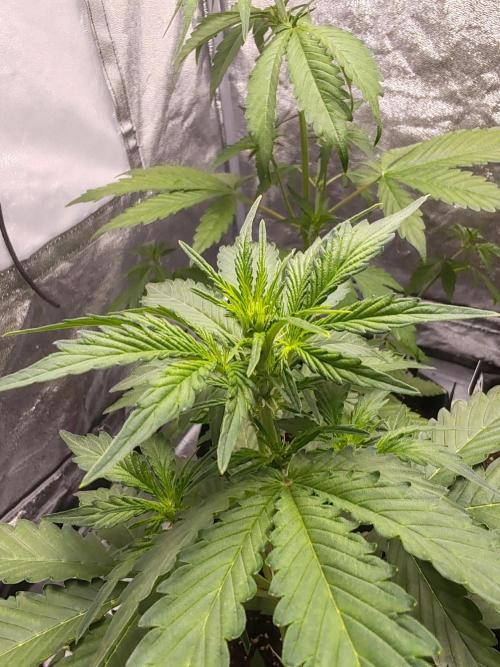 Druhý cyklus. Week 4