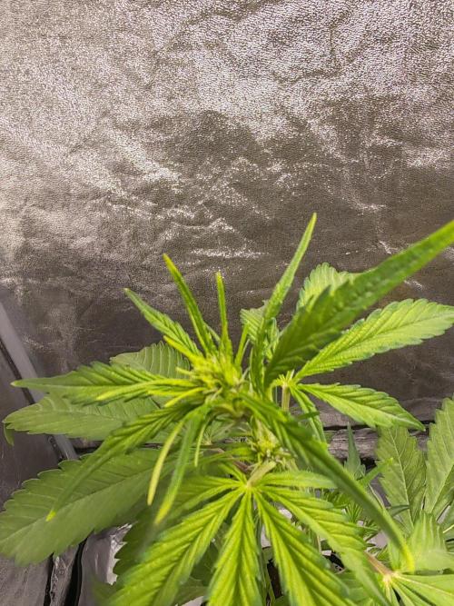 Druhý cyklus. Week 4