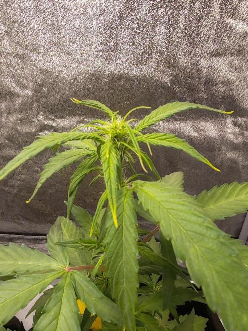 Druhý cyklus. Week 4