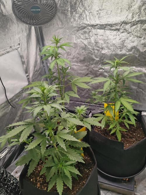 Druhý cyklus. Week 4