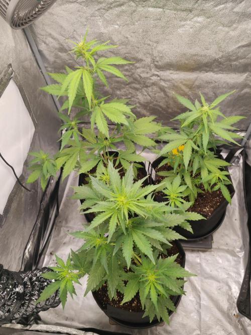 Druhý cyklus. Week 4