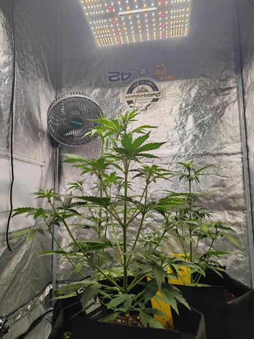 Druhý cyklus. Week 4