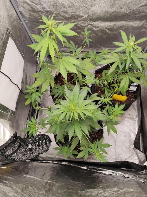 Druhý cyklus. Week 4