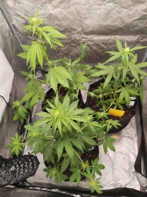 Druhý cyklus. Week 4