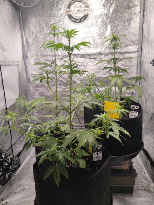 Druhý cyklus. Week 4