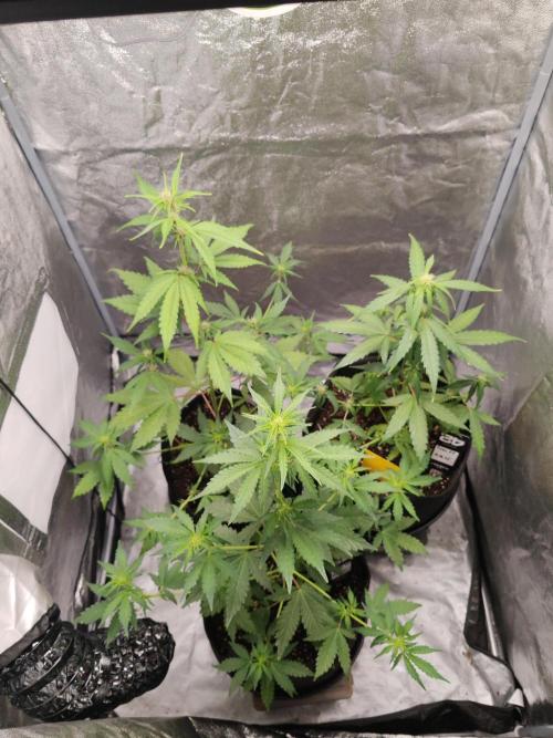 Druhý cyklus. Week 4