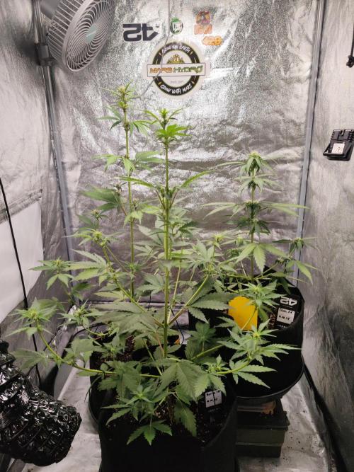 Druhý cyklus. Week 5