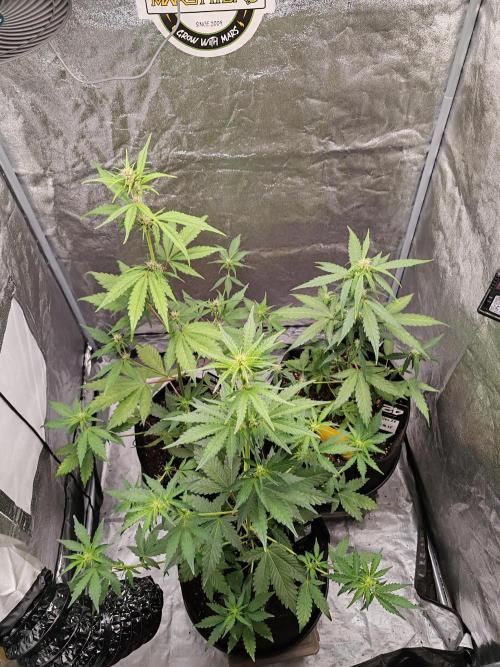 Druhý cyklus. Week 5