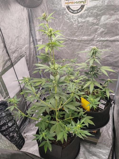 Druhý cyklus. Week 5