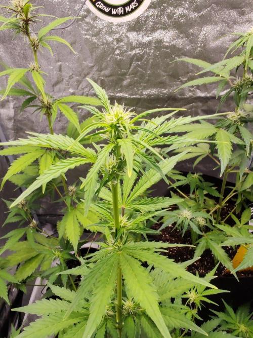 Druhý cyklus. Week 5