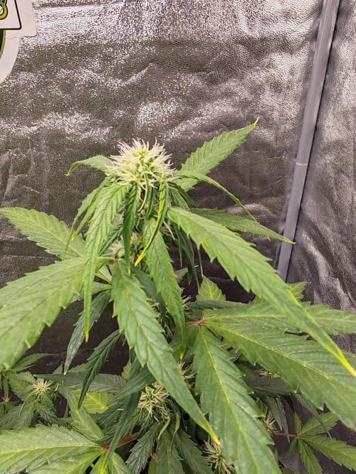 Druhý cyklus. Week 5