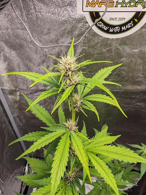 Druhý cyklus. Week 5