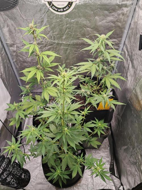 Druhý cyklus. Week 5