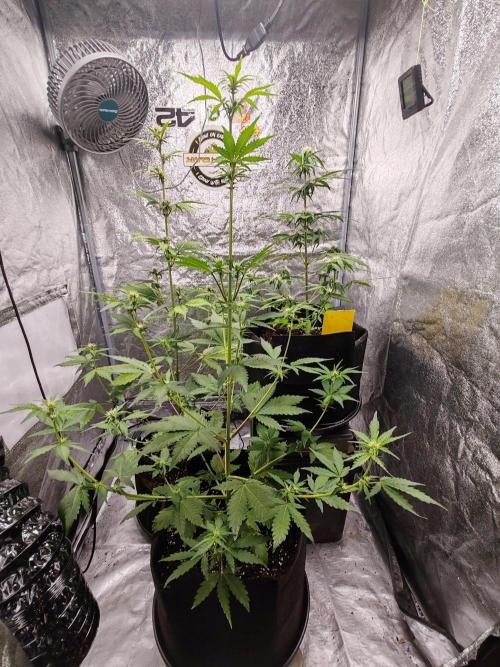 Druhý cyklus. Week 5