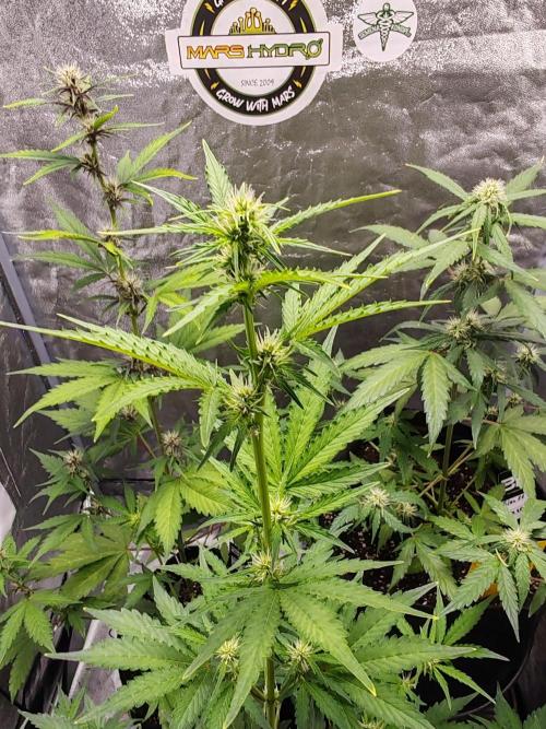 Druhý cyklus. Week 5