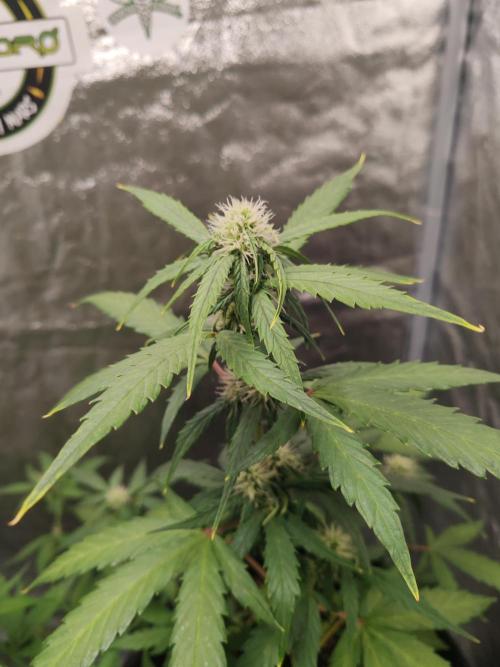 Druhý cyklus. Week 5