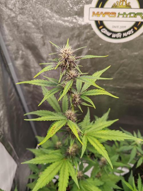 Druhý cyklus. Week 5