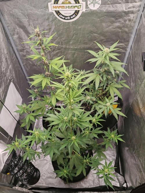 Druhý cyklus. Week 5