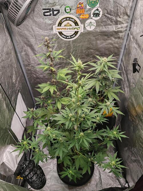 Druhý cyklus. Week 5