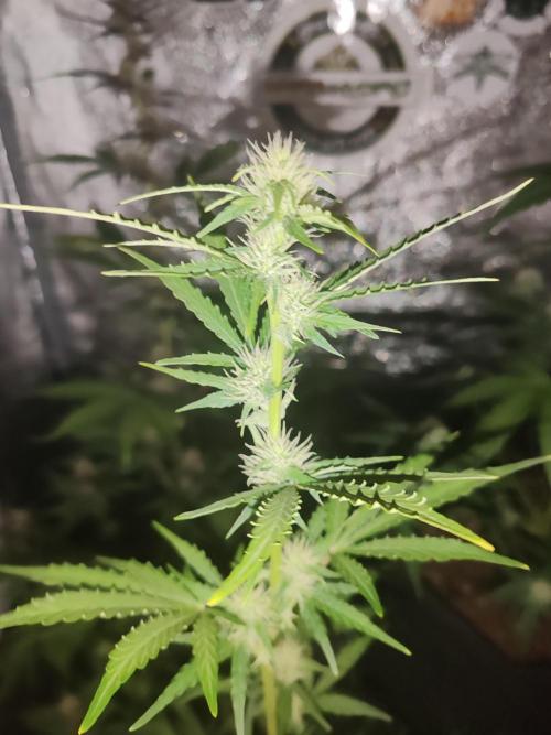 Druhý cyklus. Week 6