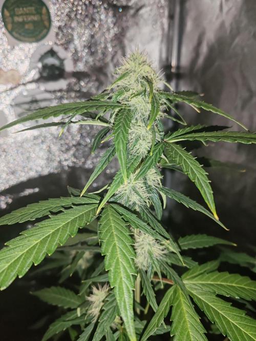 Druhý cyklus. Week 6