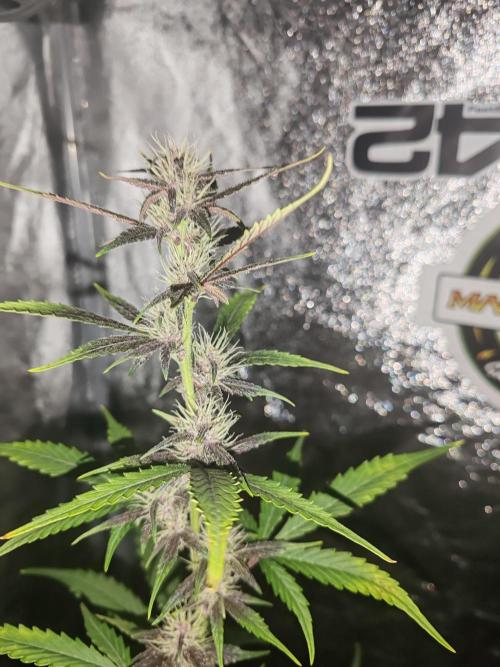 Druhý cyklus. Week 6