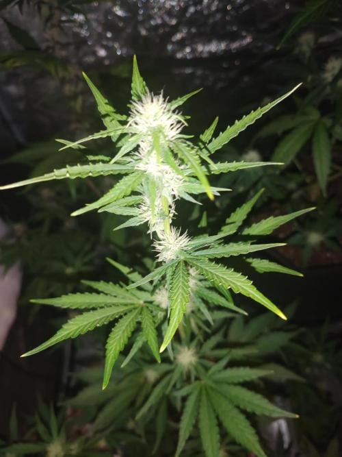 Druhý cyklus. Week 6