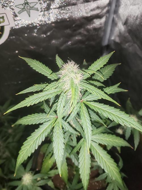 Druhý cyklus. Week 6