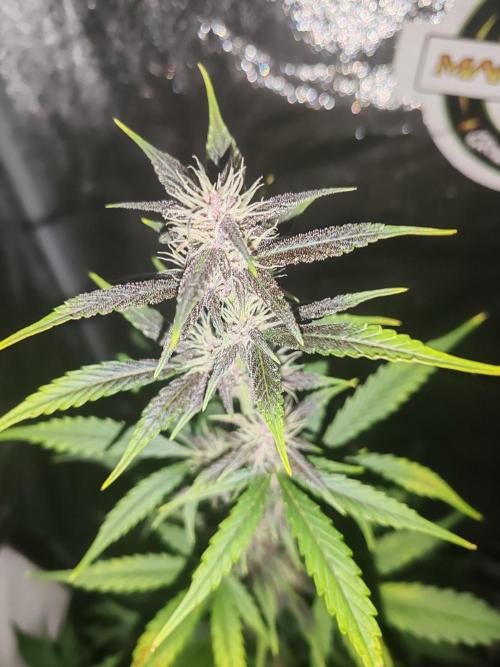 Druhý cyklus. Week 6