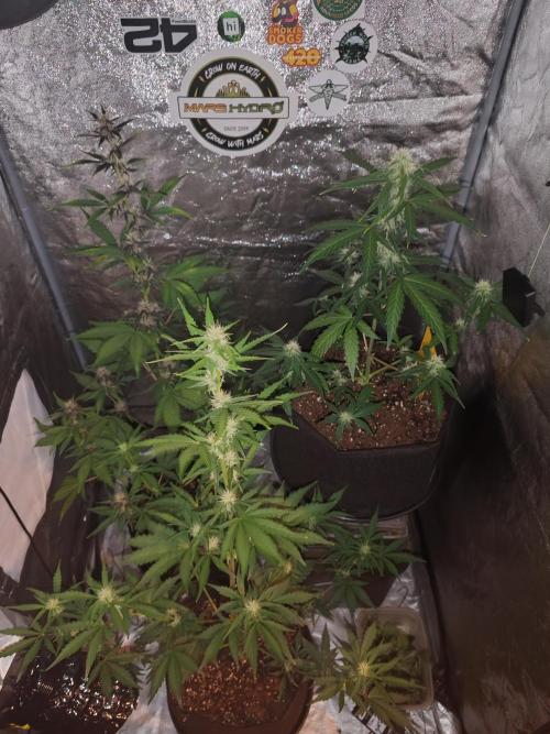 Druhý cyklus. Week 6