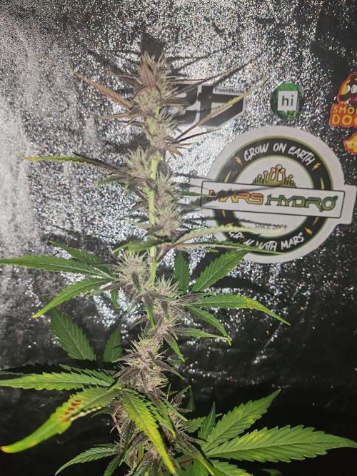 Druhý cyklus. Week 6