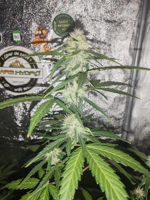 Druhý cyklus. Week 6