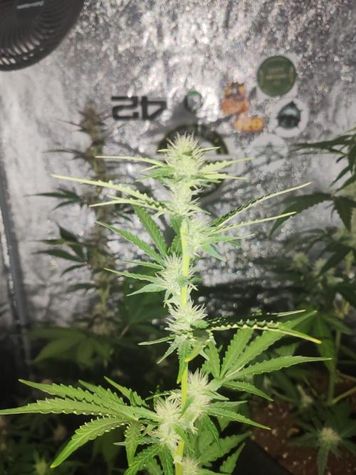 Druhý cyklus. Week 6