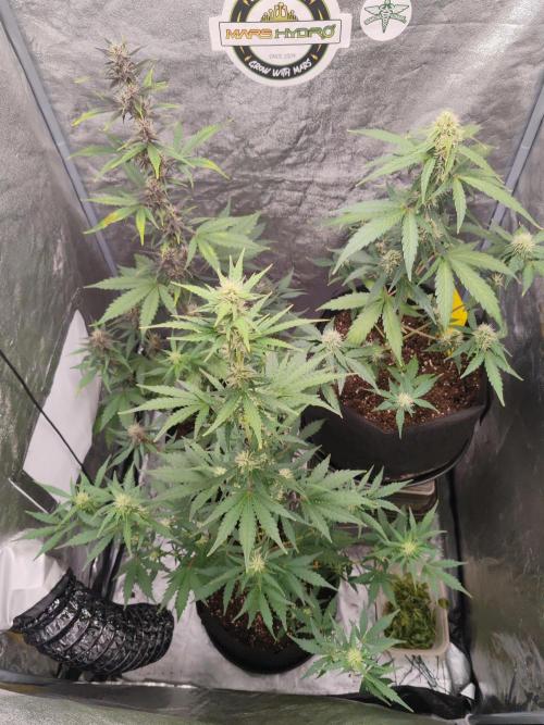 Druhý cyklus. Week 6