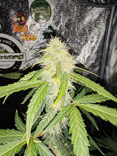 Druhý cyklus. Week 6