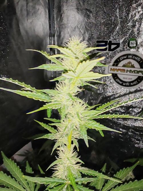 Druhý cyklus. Week 6