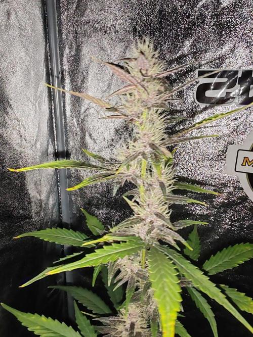 Druhý cyklus. Week 6