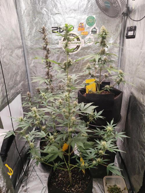 Druhý cyklus. Week 6