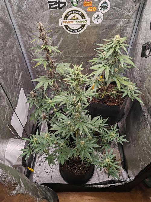 Druhý cyklus. Week 6